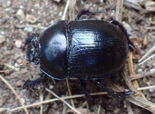 Anoplotrupes stercorosus